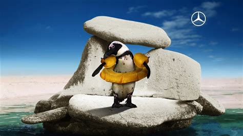wallpaper sea rock artwork commercial penguin flightless bird