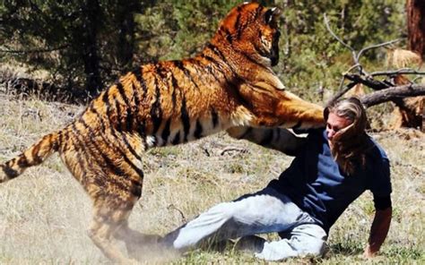 how to survive a tiger attack