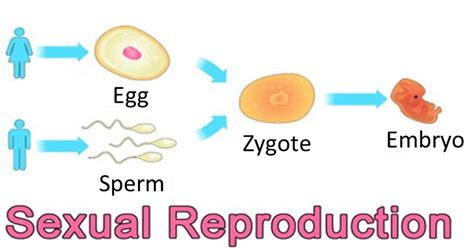 Ncert Class X Science Solutions Chapter 8 – How Do Organisms Reproduce