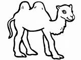 Camel Coloring Pages Printable Print Kids Drawing Cute Colouring Color Cartoon Getcolorings Getdrawings Children Letter Kindergarten Preschoolcrafts sketch template