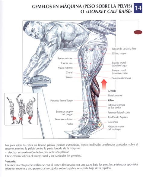 ejercicios piernas fotos musculación y pesas