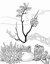Arrecifes Arrecife Rafa Koralowa Corales Kolorowanki Imprimir Reef Zonas Bestcoloringpagesforkids Peces Dzieci Coralino Digi Educación Menta Wydruku sketch template