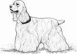 Coloring Pages Spaniel Cocker Dog Dogs Printable Cats Royal Adults Supercoloring Book Drawing Silhouettes sketch template