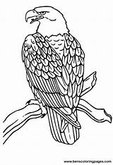 Eagle Coloring Bald Pages Print Eagles Native American Book Handout Below Please Click Patterns Drawing Benscoloringpages Printables sketch template