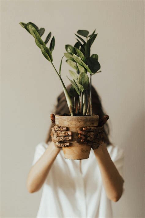 person holding pot plant  stock photo