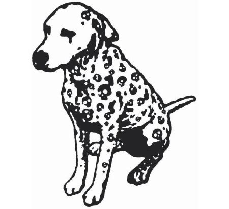 dalmation dog design dalmatian dalmation