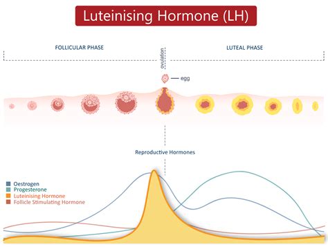 Optional Lh Testing