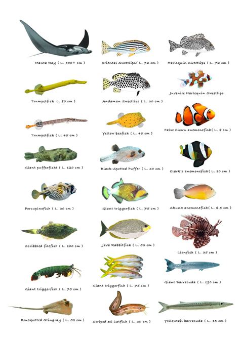 types   fish chart  cmcm polyester fabric poster