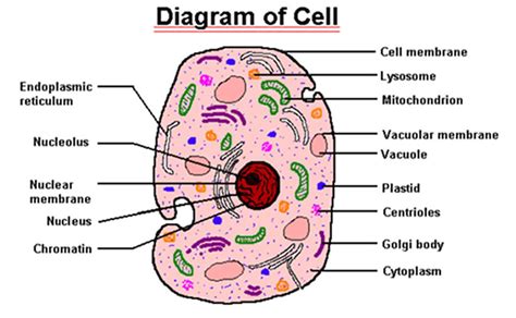 cell parts  cell pinterest expository writing