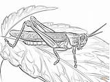 Coloring Locust Pages Printable Elk Rocky Mountain American Drawing Drawings 1199 83kb Popular sketch template