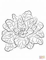 Spinach Coloring Pages Vegetables Template Templates sketch template