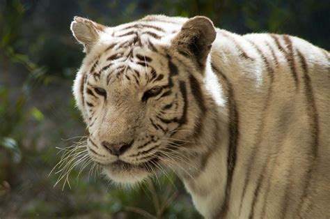tiger panthera tigris a white tiger panthera tigris in… flickr