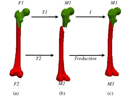 illustration  bone fracture generation  reduction  meshes