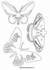 Farfalle Sagome Ritagliare Pianetabambini Stampare Impressionante Musicali Salvato Articolo sketch template