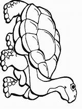Coloring Pages Rainforest Reptile Animals Kids Reptiles Printable Animal Flowers Color Print Drawing Colouring Snake Choose Board Clipartmag Amphibians Getcolorings sketch template