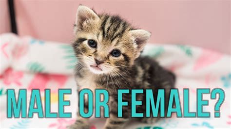 male or female how to tell the sex of a kitten cats