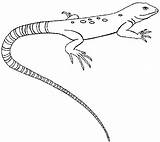 Gecko Lizard Mewarnai Eidechse Whiptail Cicak Eidechsen Cool2bkids sketch template