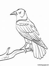 Raven Coloring Pages Outline Drawing Baltimore Ravens Printable Book Animal Common Bird Drawings Colouring Birds Line Getdrawings Site Books 750px sketch template