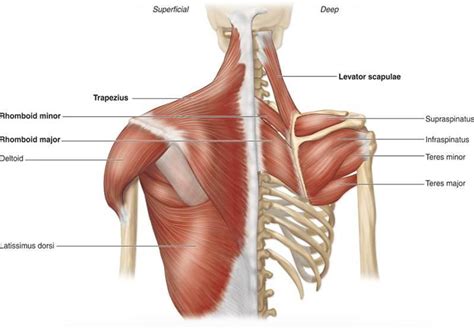 deep muscles    muscles   shoulder  arm flashcards