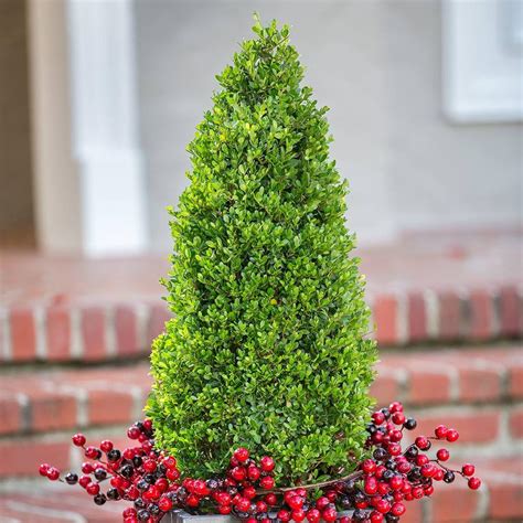 pot compacta japanese hollyilex evergreen shrub pyramid