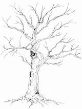 Tree Leaves Drawing Paintingvalley sketch template