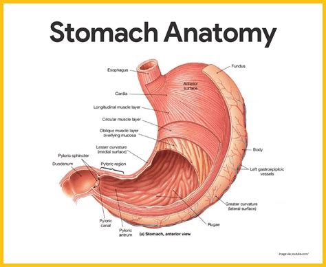 gross anatomy  stomach  anatomy stories