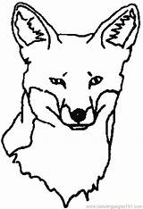 Fox Red Coloring Pages Getcolorings Printable sketch template