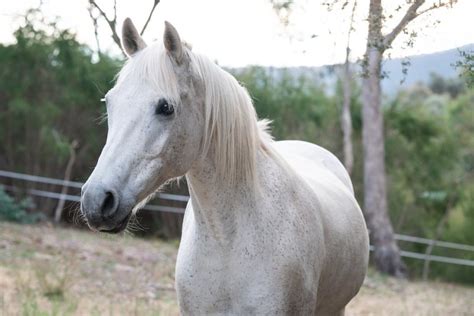 australian horse breeds  pictures pet keen