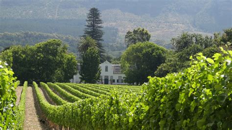 wine farm buitenverwachting south afrika constantia cape town farmland vineyard towns