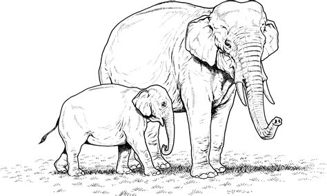 printable coloring pages elephant