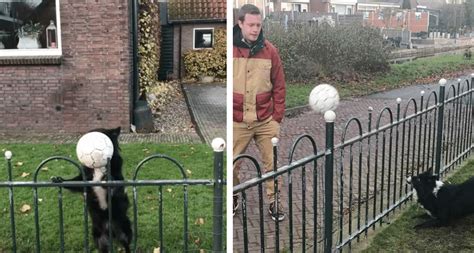 border collie tricks people walking by into playing ball
