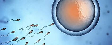 egg and sperm race creating precursors to human egg and sperm myvmc
