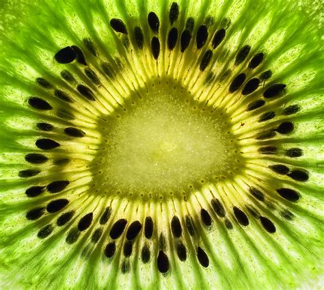kiwi up close photograph by june marie sobrito