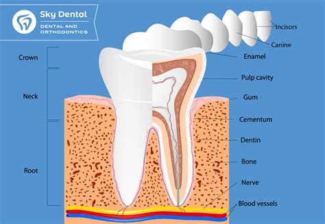 structure  tooth diagram sky dental phoenix