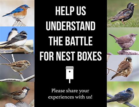 nestwatch monitor nest boxes   survey nestwatch