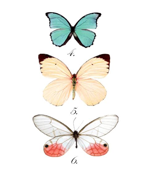 printable butterflies pictures mackira thanatos