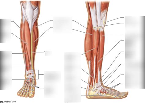 front  side  calf muscles diagram quizlet