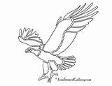 Eagle Freestencilgallery Hawk Etching sketch template