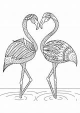 Flamingo Ausmalbilder Wonder sketch template