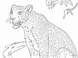 Leopardo Dibujo Leopardi Stampare sketch template