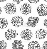 Coloring Succulent Succulents Outline Pages Getcolorings Printable Color Getdrawings sketch template