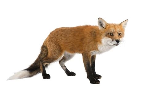 fox species
