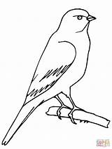 Canary Coloring Pages Printable Bird Perched Drawing Color sketch template