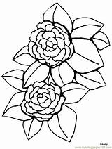 Coloring Pages Flowers Flower Peony Printable Realistic Print Outline Simple Color Camellia Cartoon Patterns Clipart Sheets Becuo Coloringpagebook Popular Embroidery sketch template