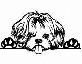 Yorkie Shih Tzu Peeking Terrier Perro Shitzu Cachorros Breed Honden Icu Cherylpets sketch template