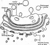 Golgi Apparatus Endoplasmic Reticulum Coloring Drawing Sketch Cell Structure Complex Biology Template Face Proximal sketch template