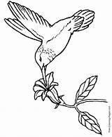 Wood Patterns Birds Coloring Pages Printable Hummingbird Stencils Burning sketch template