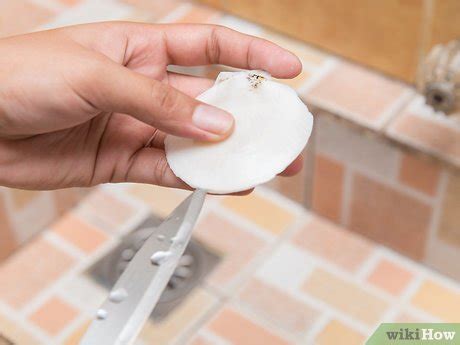 clean scallops  steps  pictures wikihow
