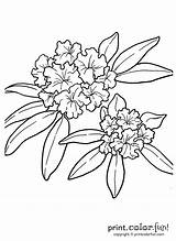 Rhododendron Azalee Oregon Imprimir Colorat Chinas Fiori Flori P66 Coloriage Ramo Ludinet Planse Lámina Imprimer Wa Desene Lamina sketch template