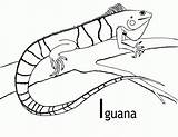 Iguana Pintar Iguanas Vliegen Selva Huub ähnliche Coloringhome sketch template